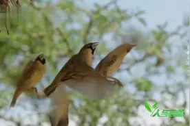 织布鸟巢穴被强占，雏鸟也被吃掉视频封面