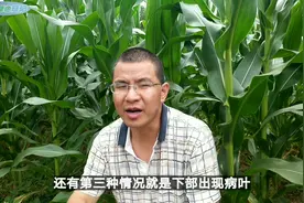 玉米叶片面积与产量有一定的关系，究竟要不要打叶，从两方面考虑
