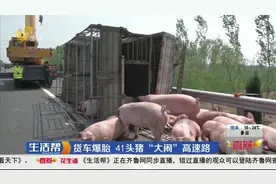 德州一货车突然爆胎导致车辆侧翻，41头猪“大闹”高速，场面震撼视频封面