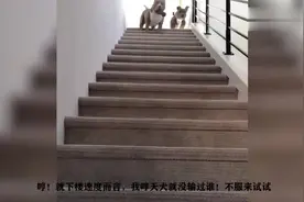 搞笑视频：哮天犬下楼的速度无狗能及视频封面