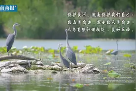 万类霜天竞自由视频封面