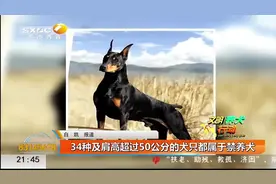 注意！这34种及肩高超过50公分犬类禁止西安三环内饲养|都市快报视频封面