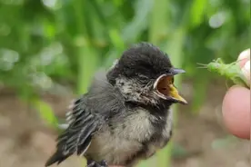烟囱为窝，掉下灶里幸存的鸟崽，带它抓蝗虫，三哥这样喂食对嘛？视频封面
