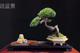 看到如此雅致飘逸的雀舌罗汉松盆景，我承认心动了，造型美高颜值视频封面