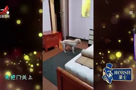 家庭幽默录像：从来不会让主人操心，狗狗睡觉自己就能铺床、关灯视频封面