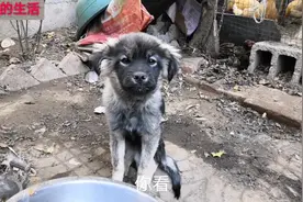 我家的小黑狗不吃东西老吐，光喝水，快不行了，怎么办