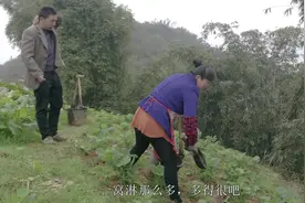 农民种的菜籽长得不好，挑点农家肥来淋，夫妇俩你挑粪来我摘菜