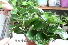给豆瓣绿这样修剪，爆盆更加快，垂吊枝条惹人爱视频封面