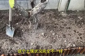 二兔子爸租院子改造花园，院子土壤板结贫瘠，地栽花卉先改良土壤