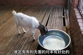 养羊经验分享：天气热了，水不能少，羊的饮用水有何讲究？视频封面