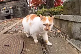 佛堂下超凶三花，只用叫声就吓走其他猫咪