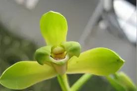 蕙兰大一品为什么能成为传统经典品种，它真值三千两黄金吗？视频封面