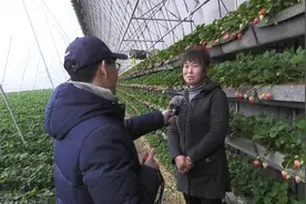 杜海涛家乡农民，20万建大棚种草莓，40元1斤不愁卖当年收回成本视频封面