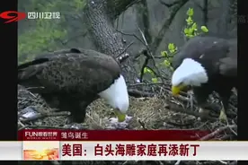 雏鸟诞生：美国国宝级动物白头海雕家庭再添新丁视频封面
