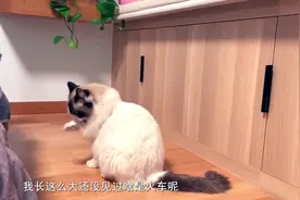 怎么带“毛孩子”回家过年？宠物托运了解一下视频封面