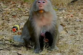 妈妈不允许刚出生的小猴子哺乳，还瞎整它，小猴子大声哭闹！视频封面