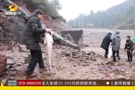 清理水库捉大鱼，老少爷们齐上阵，68斤大鱼遭众人哄抢！