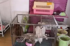 狗狗两个多月肚子里有蛔虫，去宠物医院买驱虫药，四十块一颗。视频封面