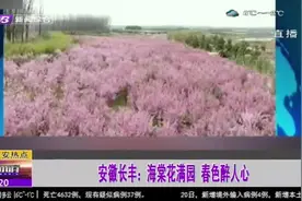 安徽长丰：海棠花竞相开放，满园春色关不住，春花烂漫醉游人视频封面