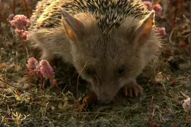 纪录片：野性俄罗斯  2.高加索地区