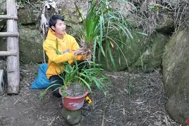 这是什么兰花？叶长1米多，带老头视频封面