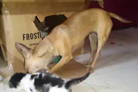 主人家的吉娃娃把小猫崽叼到自己的窝里抚养，猫妈妈心可真大视频封面