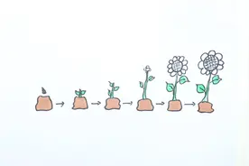 向日葵的生长阶段怎么画视频封面