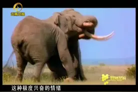 自然密码全集：大象袭人