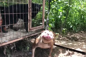 朋友家的原生态恶霸犬太凶了，咬的旁边小伙伴们都住“单间”了视频封面