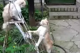 2020猫咪各种趣味合集，看完是否有养猫的冲动呢？