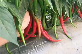 湛江的辣椒现在收购是多少钱一斤？听完大姐说，这年怎么过啊！视频封面