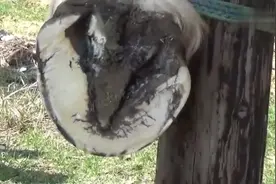 马儿蹄子化脓了，主人在马蹄下戳一个洞放出脓血，马儿瞬间轻松了