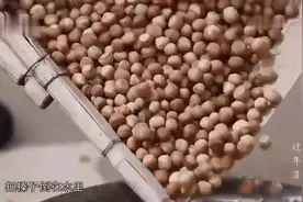 舌尖上的东北：榛子！