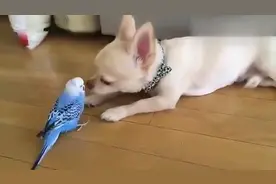 买只鹦鹉回来跟狗狗作伴, 鹦鹉整天疯狂逗狗！你打不赢能不去逗吗