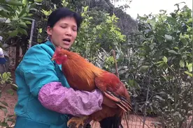 小兰生日自己抓住个大公鸡加菜，孩子们吃鸡腿