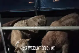 农村圈养育肥牛，牛舍地面使用什么材料，二云家为啥用水泥地面？视频封面