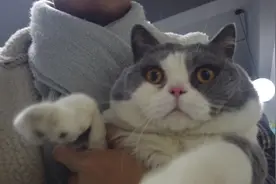 把猫咪抱出门外以后会发生哪些有趣的事情？喵：我有的害怕！