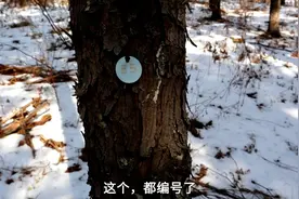 黑龙江林区，你知道我们怎么统计森林里的树木的？老爸的解释绝了视频封面