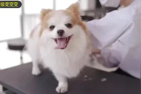 360度整容大法，狗狗修剪完后太可爱了