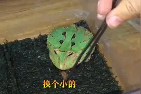 激萌奖金：给小绿蛙喂钙粉蟑螂，小绿连吐两次，蟑螂不好吃？视频封面