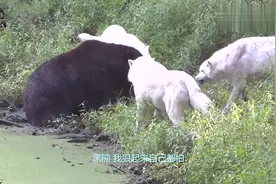 黑熊被狼群围攻，不料结局却令人意外，熊：狠起来连自己都怕视频封面