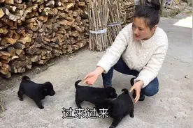 姑娘1000亩的农场招工了，招了两位特殊的伙伴，农场交给他们放心视频封面