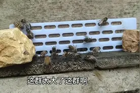 新蜜蜂回来第一天，巢门口乱飞并且咬巢箱，是个好现象视频封面