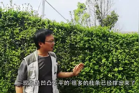 花友们关注的绿篱墙小叶女贞来了，很好塑型，可惜维护成本有点高视频封面