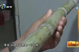 长得像竹子的绿皮甘蔗，价格还比紫皮贵，可为啥就是不好嚼？视频封面