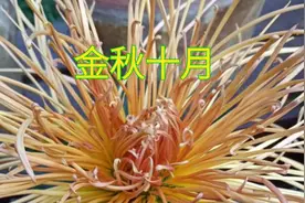 趵突泉公园《菊花展》。金秋十月泉城济南的趵突泉菊花展。