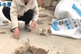 路边垃圾桶捡了4只小狗，可怜的样子，姑娘赶紧抱回家养着视频封面