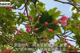 记者带你去“云游”：春暖红楼，正定荣国府海棠花开视频封面