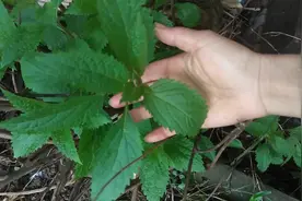 农村一芳草“大叶蛇总管”，一种神奇的植物，听其名闻其用？