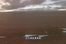 西藏之行第26天 可可西里地区遇到国家一级保护动物 藏野驴视频封面